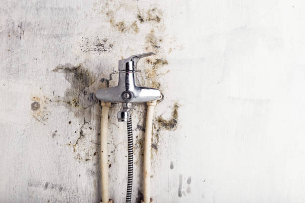 Best Fast Mold Removal  in Wayne, PA