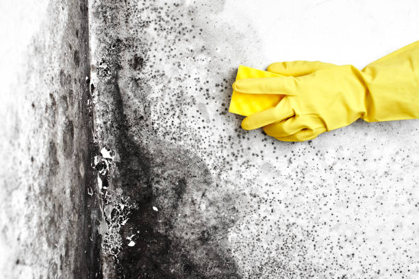 Best Commercial Mold Removal  in Wayne, PA