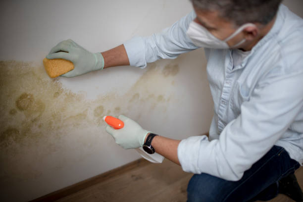 Trusted Wayne, PA Mold Removal Experts
