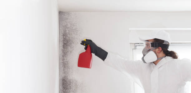 Best Residential Mold Removal  in Wayne, PA
