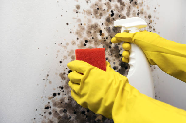 Best Professional Mold Removal  in Wayne, PA