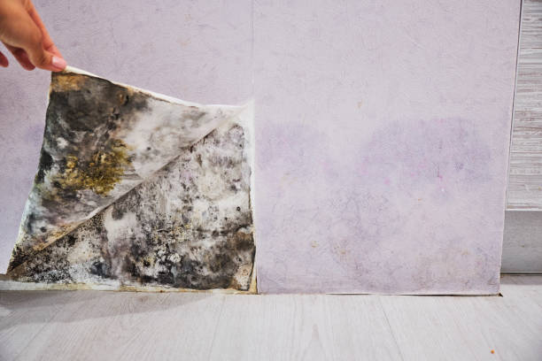 Best Office Mold Removal Services  in Wayne, PA